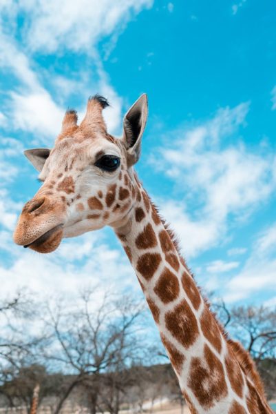 giraffe, tour operator marketing